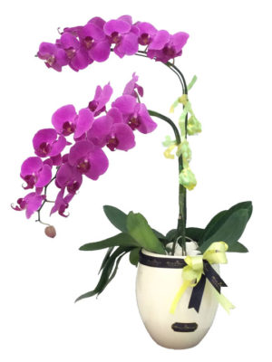 Two Pieces of Purple Phalaenopsis Orchid